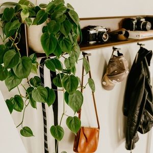 Heartleaf philodendron cutting